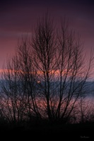 Arbre dans le crépuscule en bord de Loire