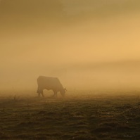 Vache dans la brume matinale