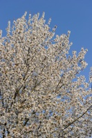 Arbre couvert de ses fleurs blanches de printemps