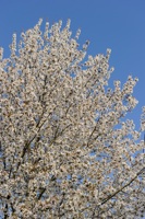 Arbre couvert de ses fleurs blanches de printemps