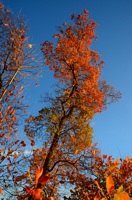 Arbre rougi par l'automne en provence