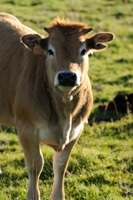 Jeune vache de l'Aubrac
