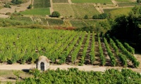 Vignes en Anjou l'été